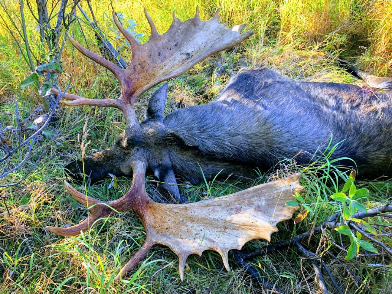 Guided Alaska Moose Hunt Huge Alaska Trophy Moose 2021