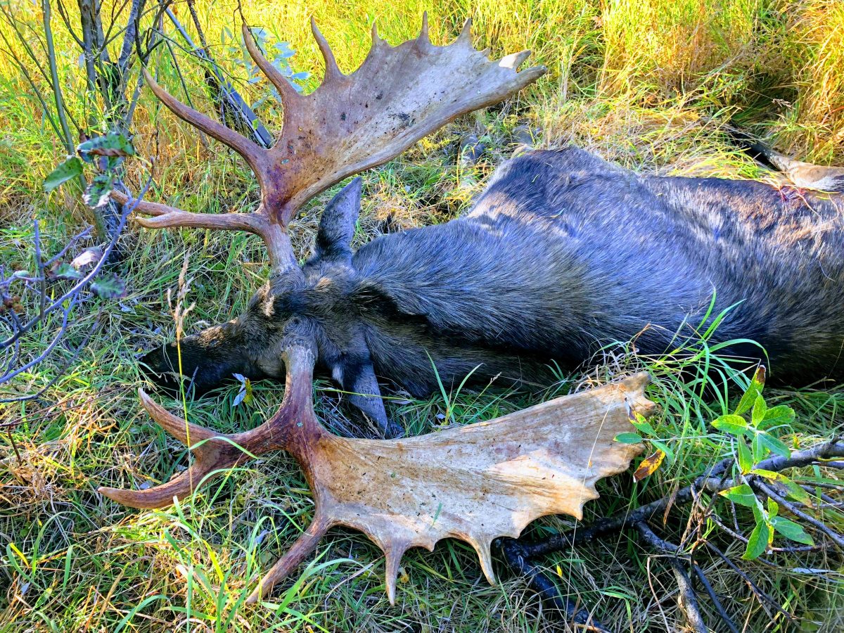 Guided Alaska Moose Hunt | Huge Alaska Trophy Moose 2021