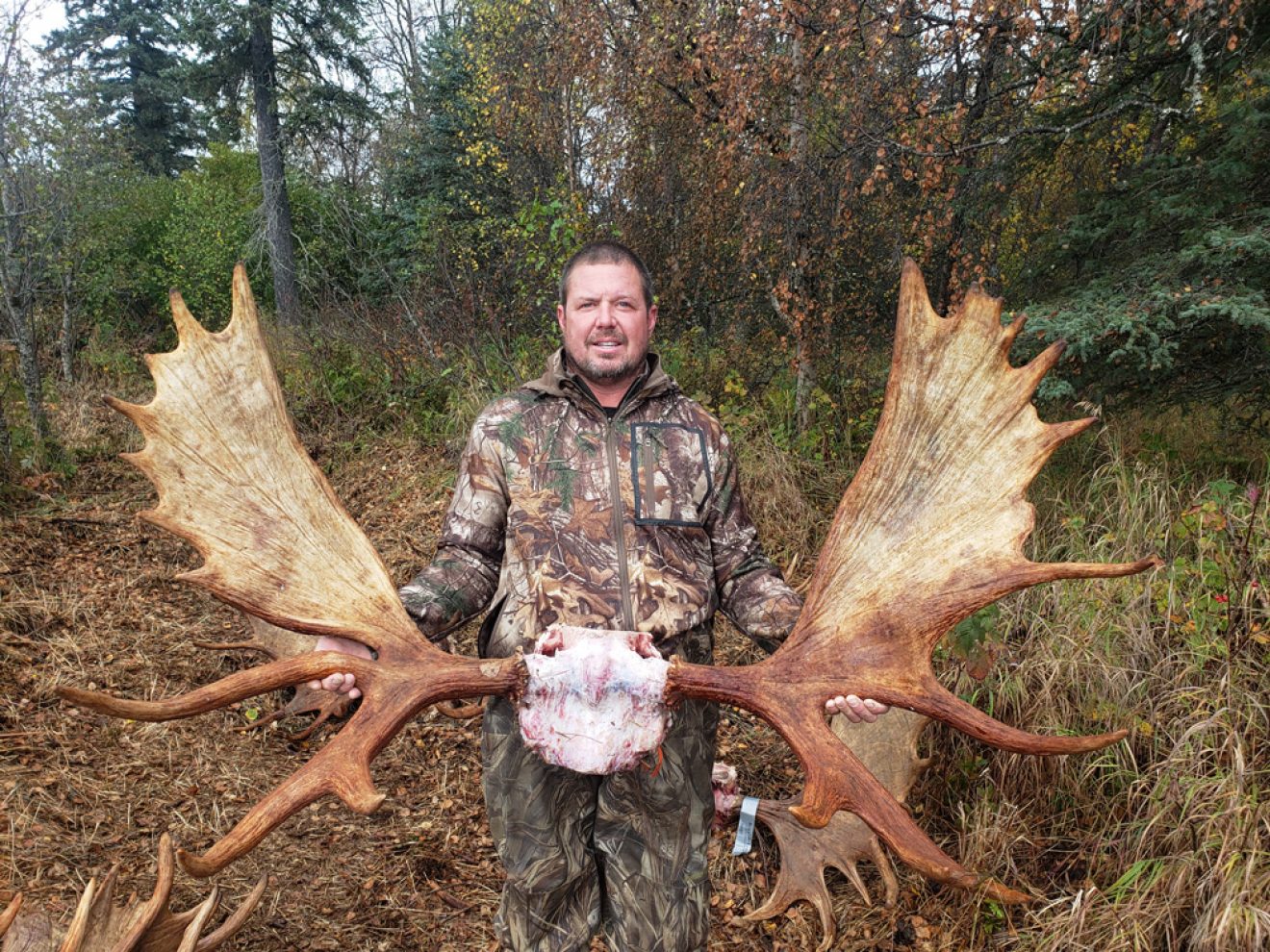 Guided Alaska Moose Hunt Huge Alaska Trophy Moose 2021
